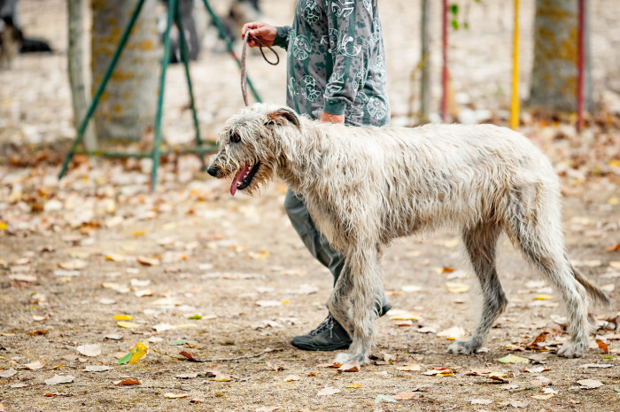 Skotský jelení pes - deerhound, foto: Shutterstock
