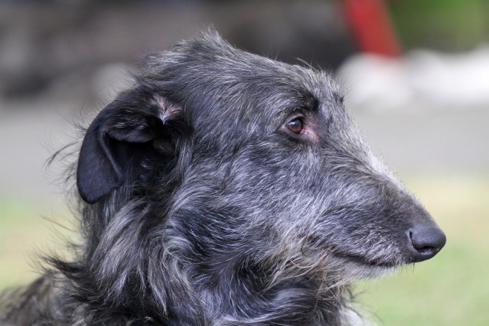 Skotský jelení pes - deerhound, foto: Shutterstock
