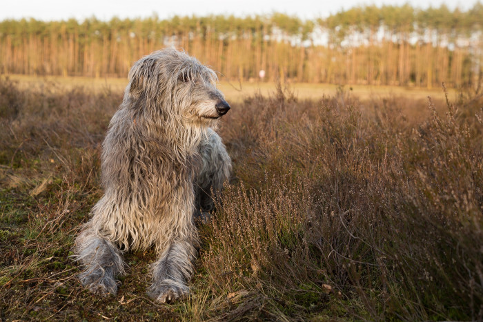 Skotský jelení pes - deerhound, foto: Shutterstock