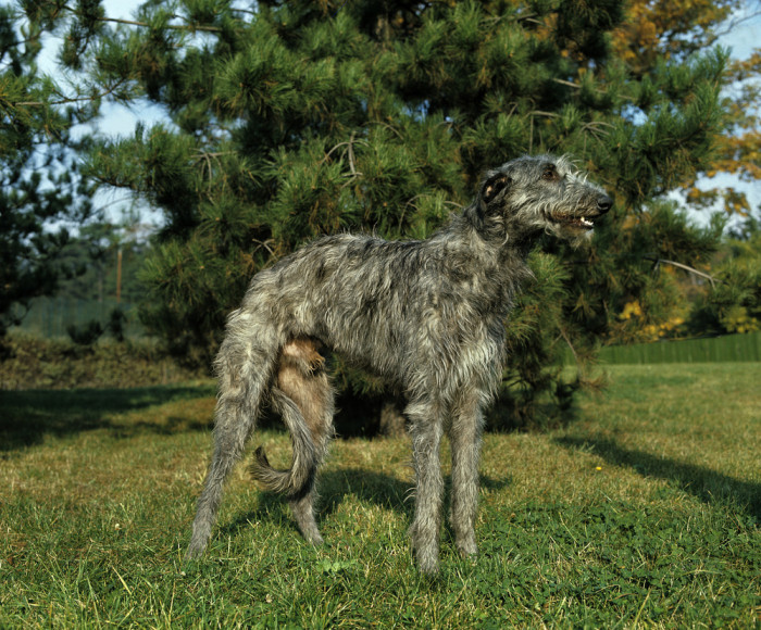 Skotský jelení pes - deerhound, foto: Shutterstock