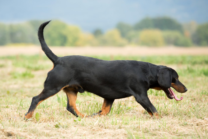Slovenský kopov, foto: Shutterstock