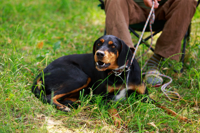 Slovenský kopov, foto: Shutterstock