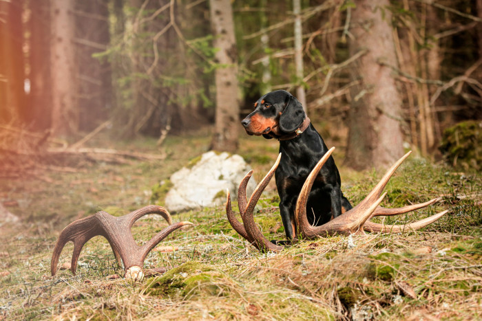 Slovenský kopov, foto: Shutterstock