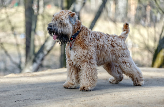 Soft coated wheaten teriér, foto: Shutterstock