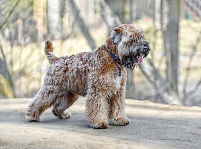 Soft coated wheaten teriér, foto: Shutterstock