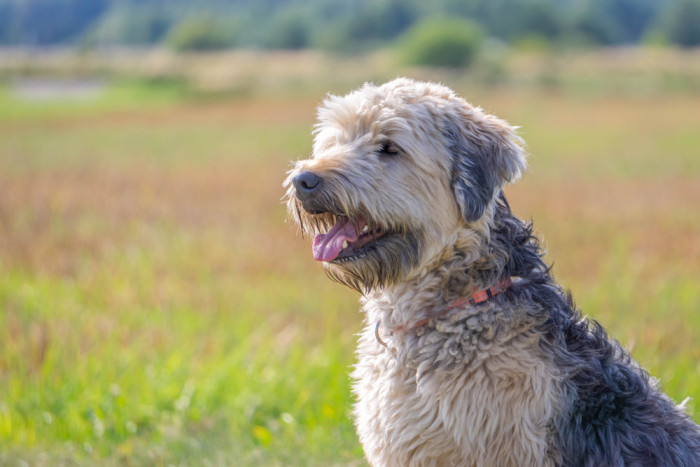 Soft coated wheaten teriér, foto: Shutterstock
