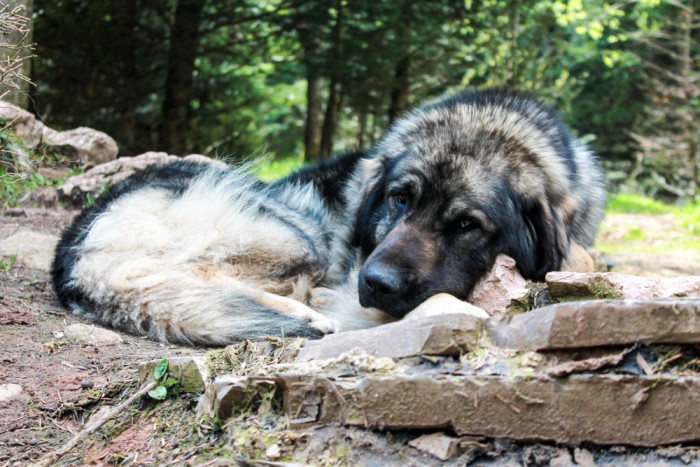 Šarplaninský pastevecký pes, foto: Shutterstock