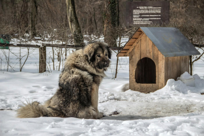 Šarplaninský pastevecký pes, foto: Shutterstock