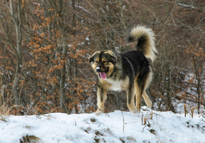 Šarplaninský pastevecký pes, foto: Shutterstock