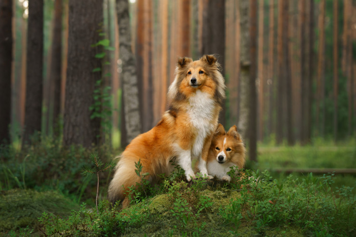 Šeltie, foto: Shutterstock