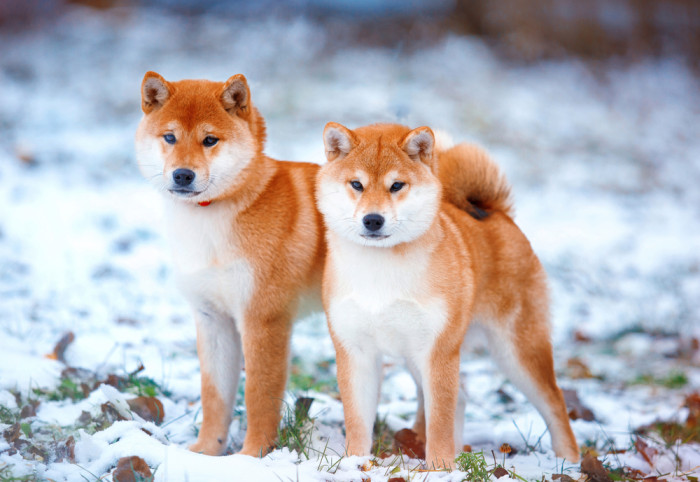 Shiba inu, foto: Shutterstock