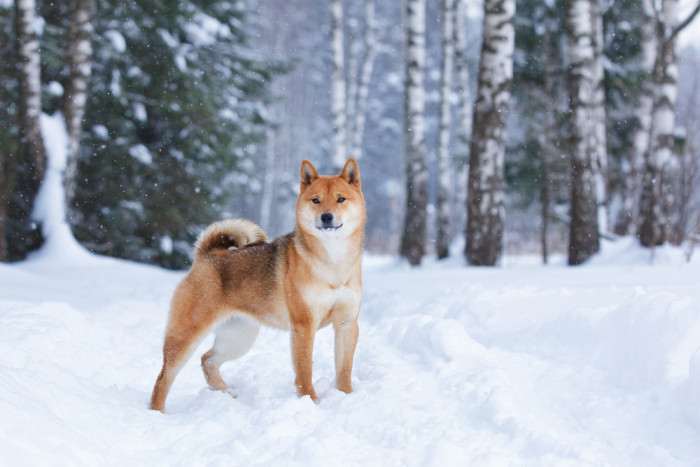 Shiba inu, foto: Shutterstock