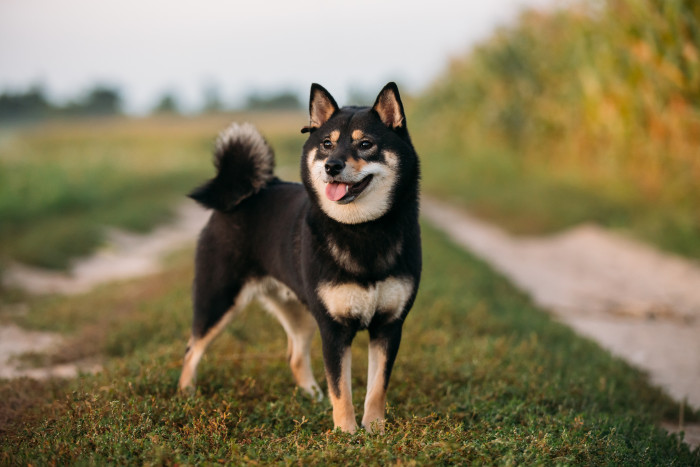 Shiba inu, foto: Shutterstock