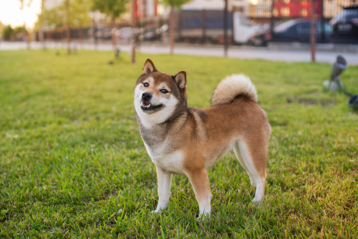 Shiba inu, foto: Shutterstock