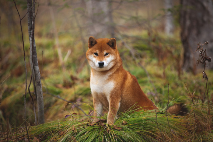 Shiba inu, foto: Shutterstock