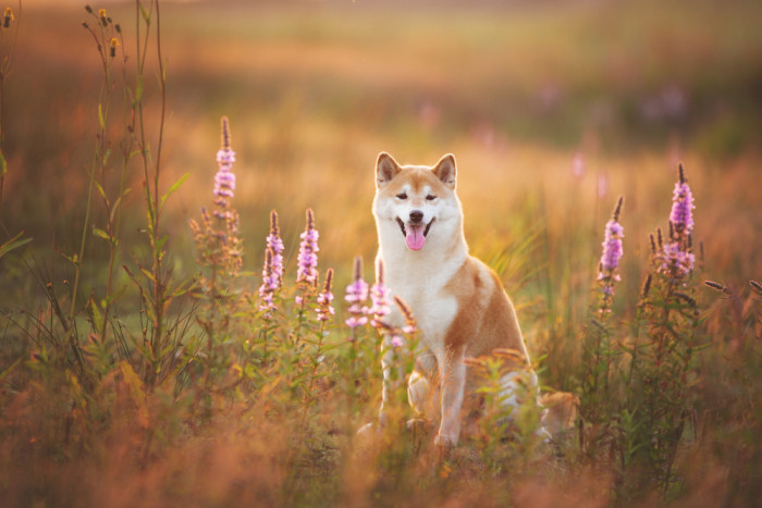 Shiba inu, foto: Shutterstock