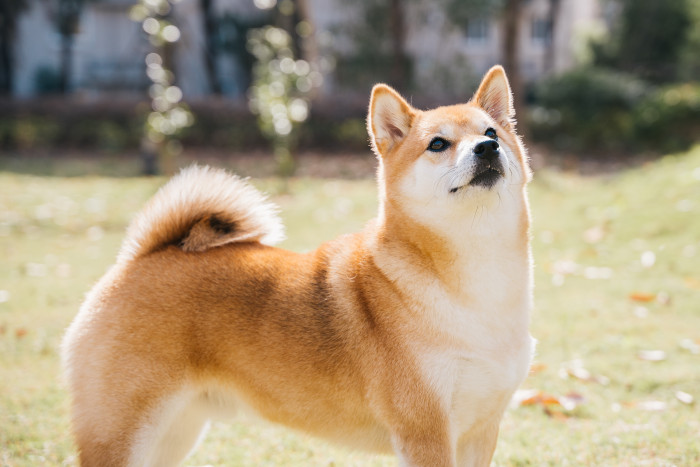 Shiba inu, foto: Shutterstock