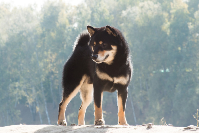 Shiba inu, foto: Shutterstock