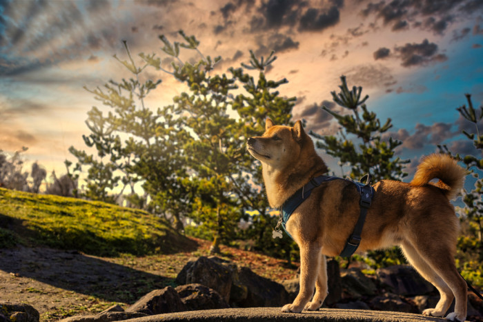Shiba inu, foto: Shutterstock
