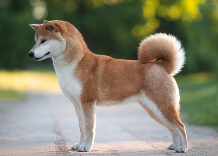 Shiba inu, foto: Shutterstock