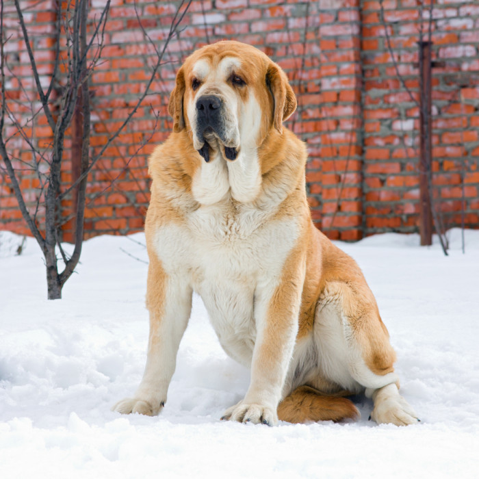 Španělský mastin, foto: Shutterstock