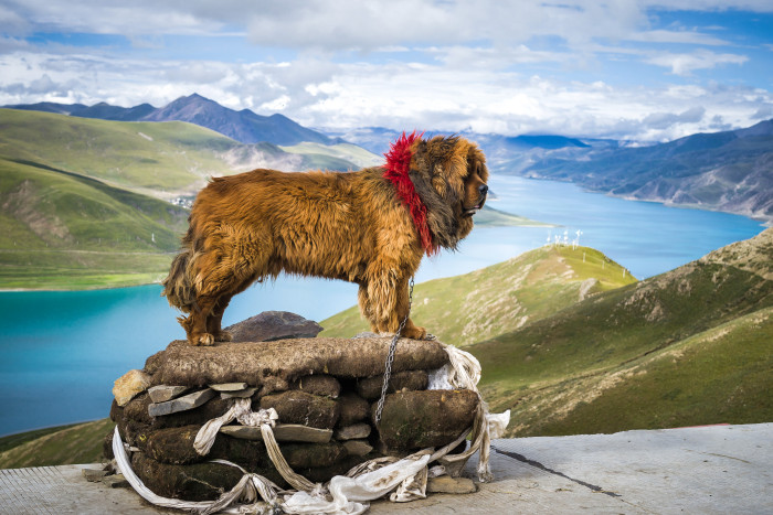 Tibetská doga ve své domovině, foto: Shutterstock