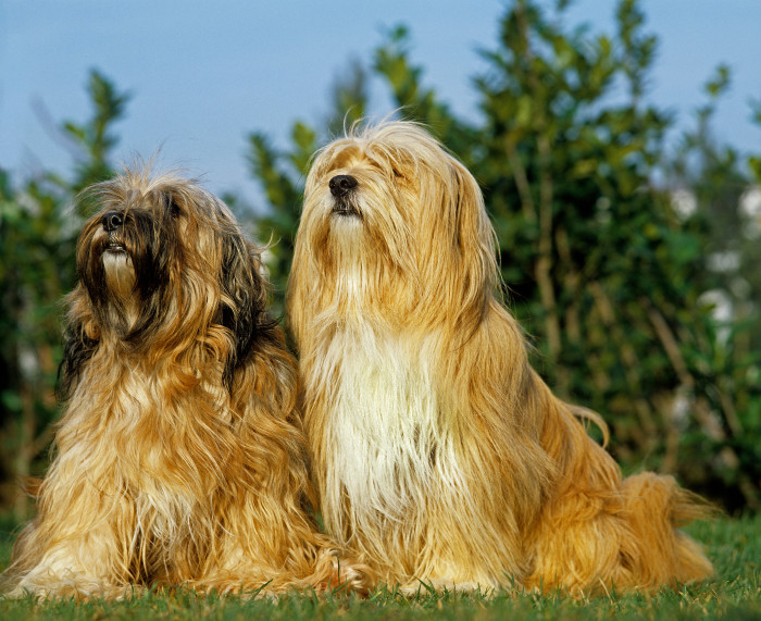 Tibetský teriér, foto: Shutterstock