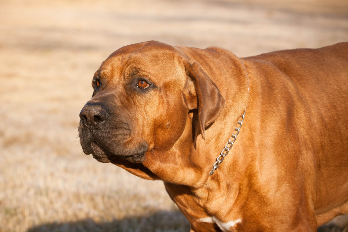 Tosa inu, foto: Shutterstock