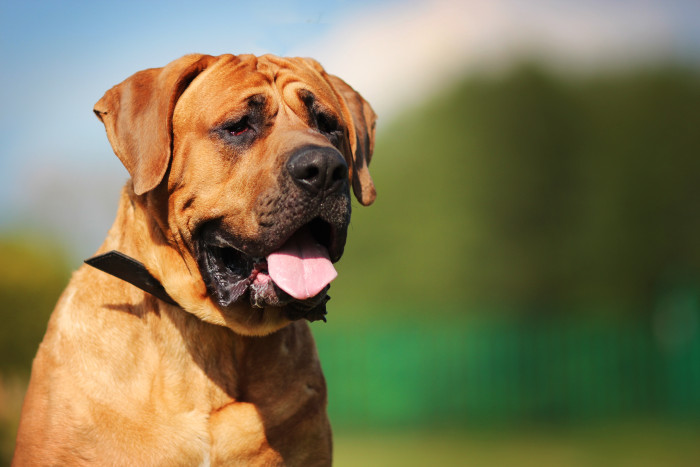 Tosa inu, foto: Shutterstock