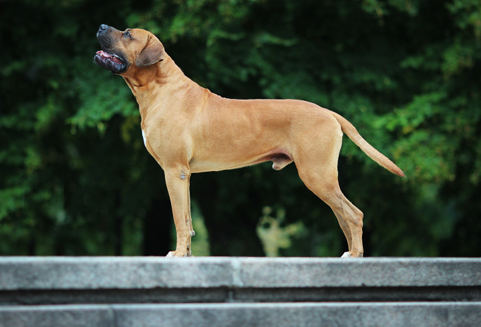 Tosa inu, foto: Shutterstock