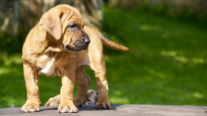 Tosa inu, štěně, foto: Shutterstock