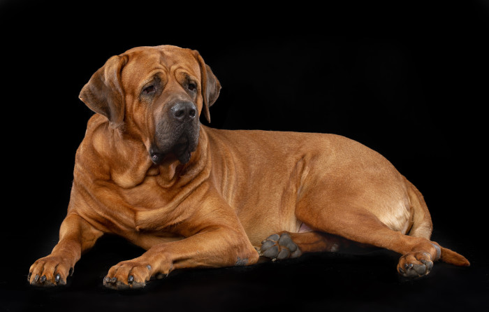 Tosa inu, foto: Shutterstock