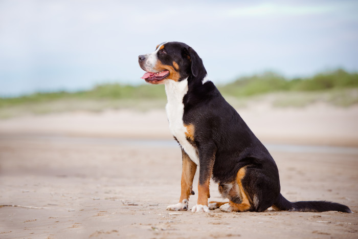Velký švýcarský salašnický pes, foto: Shutterstock