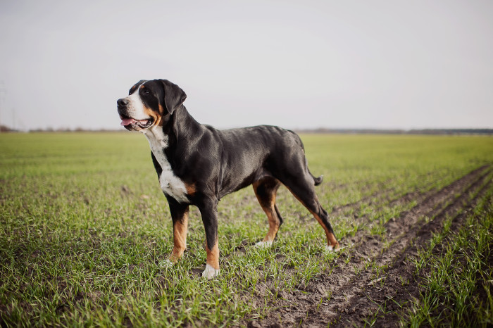 Velký švýcarský salašnický pes, foto: Shutterstock