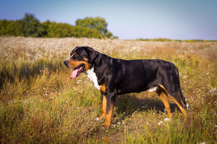 Velký švýcarský salašnický pes, foto: Shutterstock