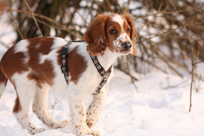 Štěně velššpringršpaněla, foto: Shutterstock