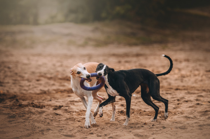 Vipet, foto: Shutterstock