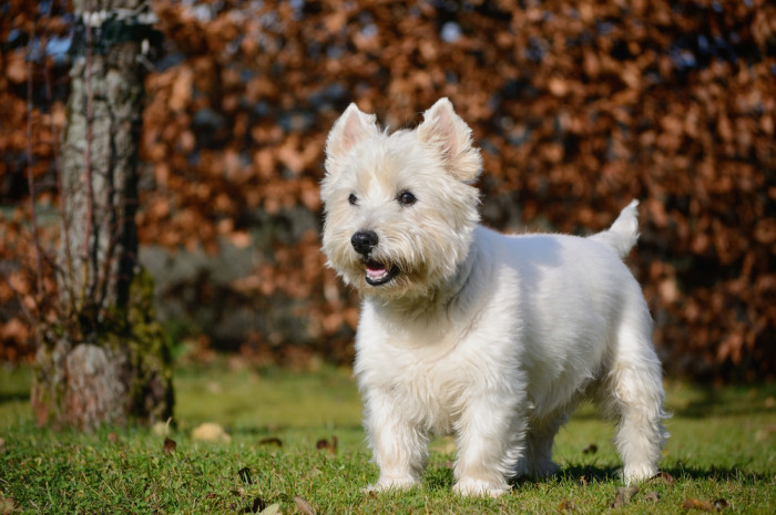 West highland white teriér, foto: Shutterstock