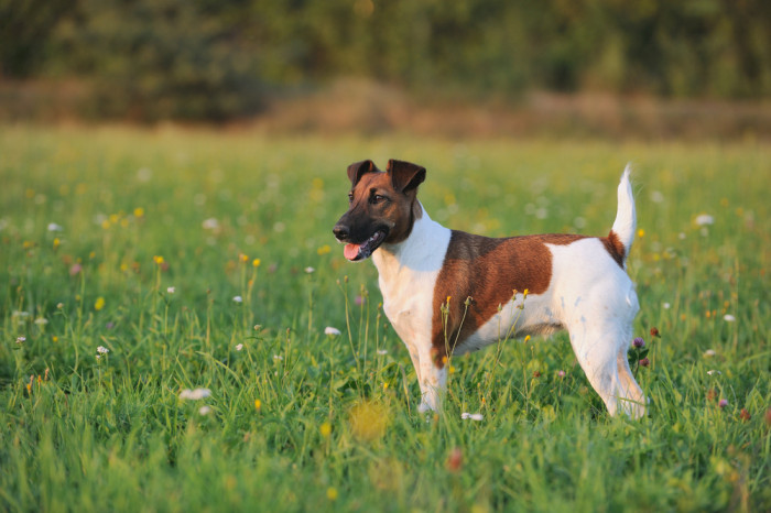 Foxteriér hladkosrstý, foto: Shutterstock