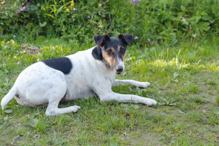 Foxteriér hladkosrstý, foto: Shutterstock