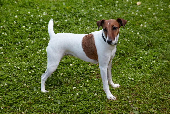 Foxteriér hladkosrstý, foto: Shutterstock