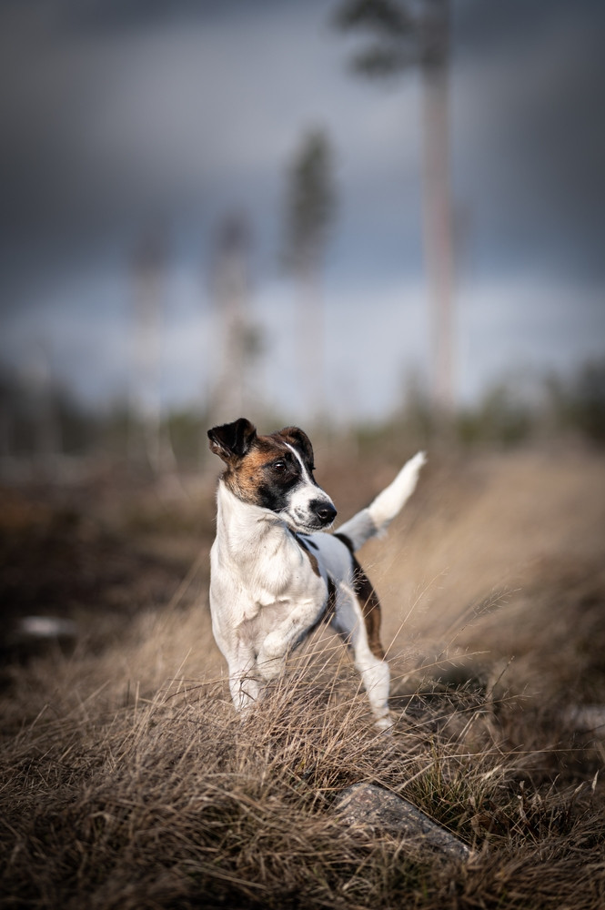 Foxteriér hladkosrstý, foto: Shutterstock
