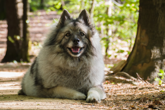 Německý špic vlčí, foto: Shutterstock