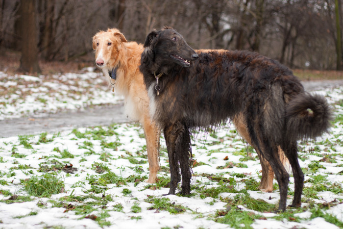 Barzoj, foto: Shutterstock
