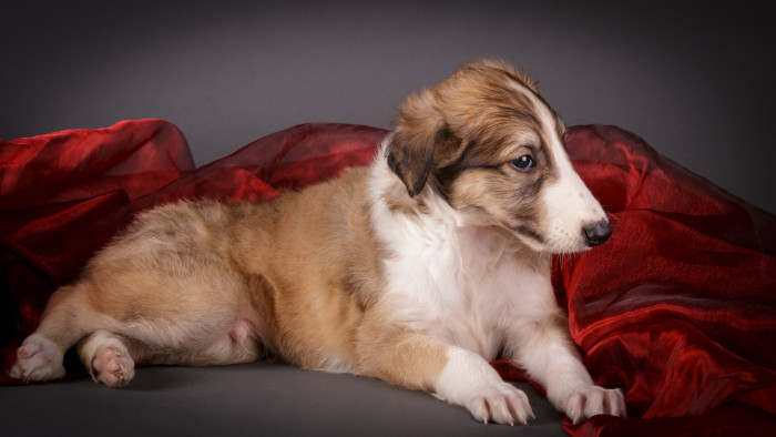 Štěně barzoje, foto: Shutterstock