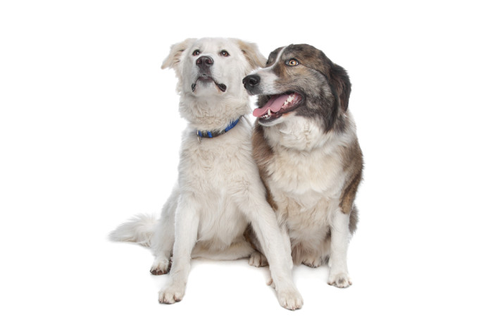 Atlasský horský pes, foto: Shutterstock