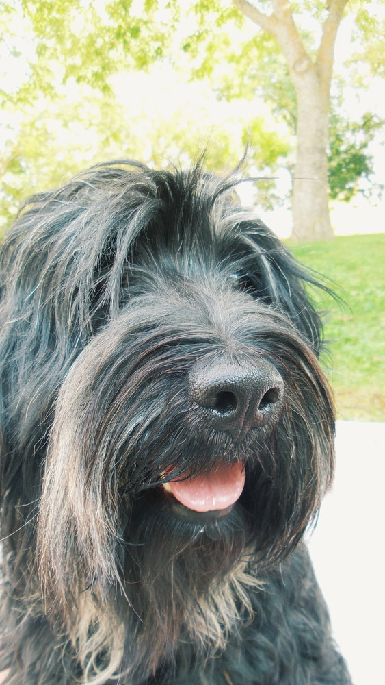 Cao de Serra de Aires, foto: Shutterstock