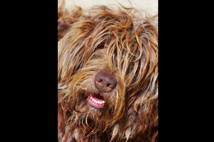 Cao de Serra de Aires, foto: Shutterstock