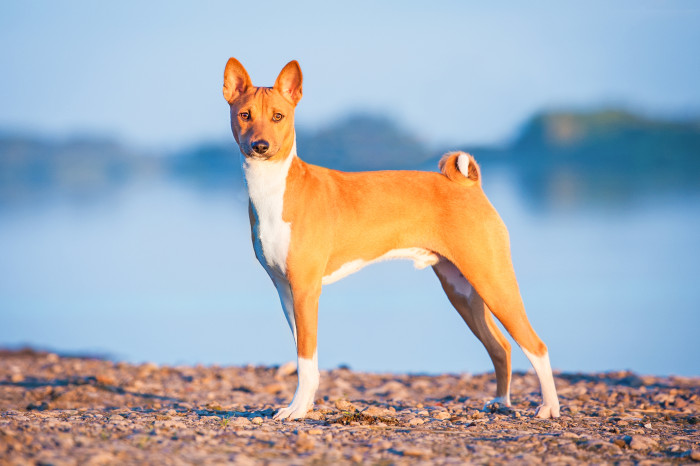 Basenji, foto: Shutterstock