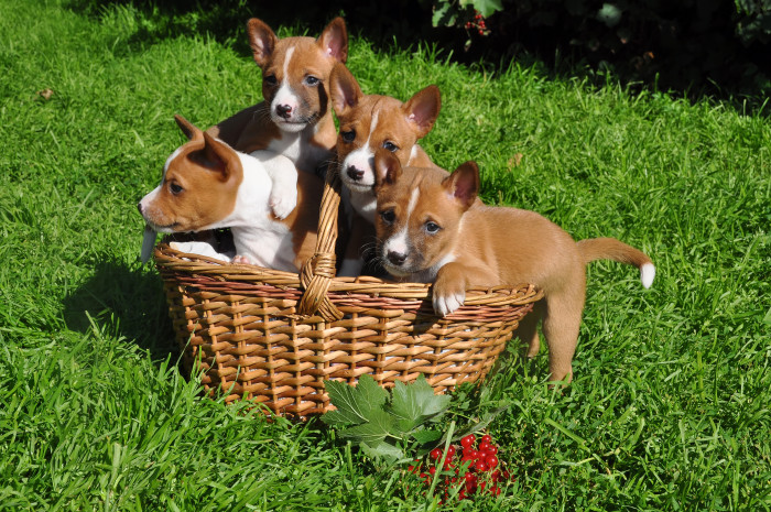 Basenji, štěňata. Foto: Shutterstock